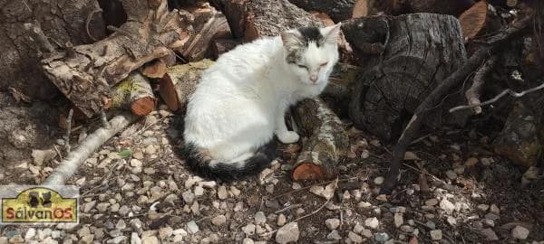Clara, female 3yo European Shorthair for adoption at Sálvanos Protectora