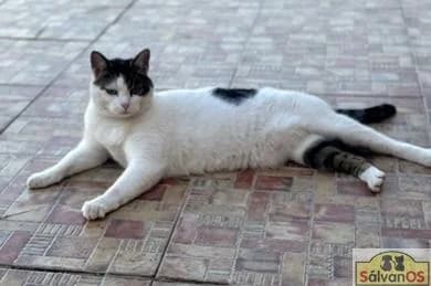 Misi, female 5yo European Shorthair for adoption at Sálvanos Protectora