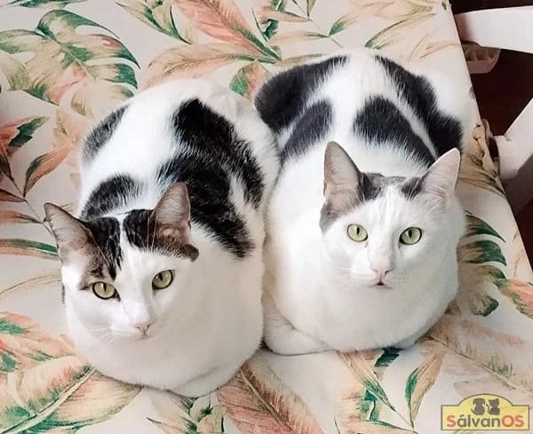 Lucky, male 3yo European Shorthair for adoption at Sálvanos Protectora