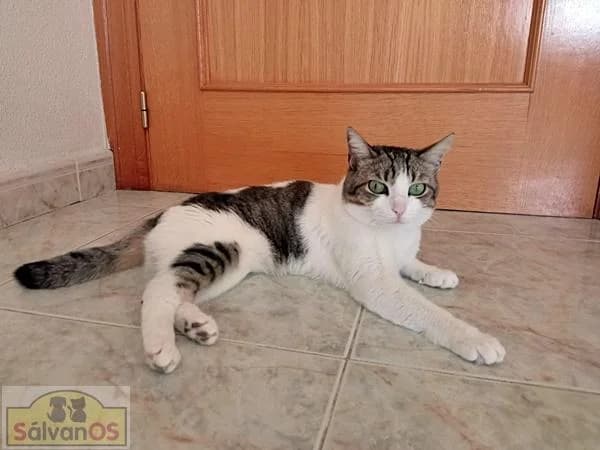 Venus, female young mixed breed for adoption at Sálvanos Protectora