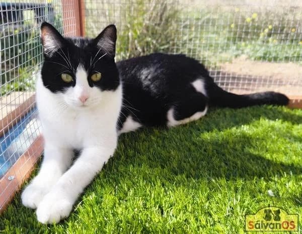Bastet, female 3yo European Shorthair for adoption at Sálvanos Protectora