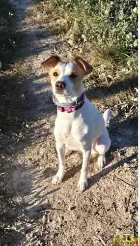 Nube, female young Mixed Breed for adoption at Sálvanos Protectora