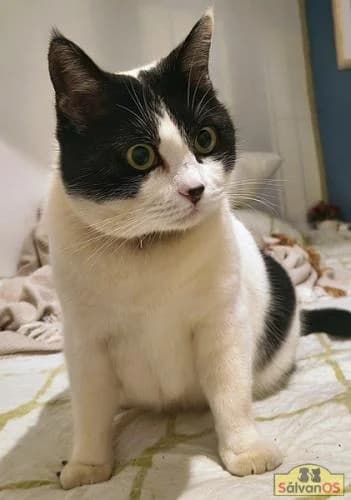 Charlie, male young European Shorthair for adoption at Sálvanos Protectora