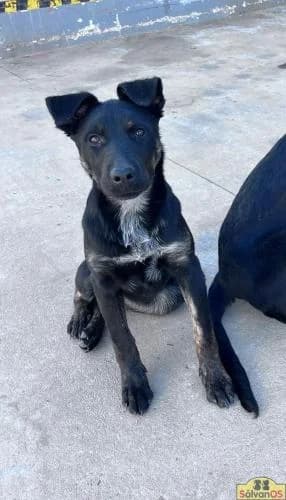 Milka (oreo), female puppy German Shepherd for adoption at Sálvanos Protectora