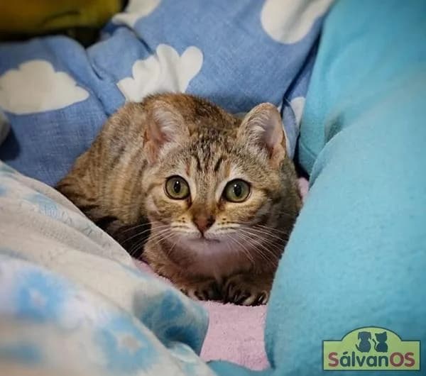 Bechamel, female puppy European Shorthair for adoption at Sálvanos Protectora