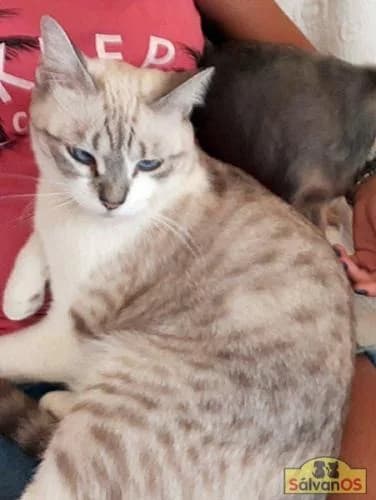 Lucrecia, female senior European Shorthair for adoption at Sálvanos Protectora