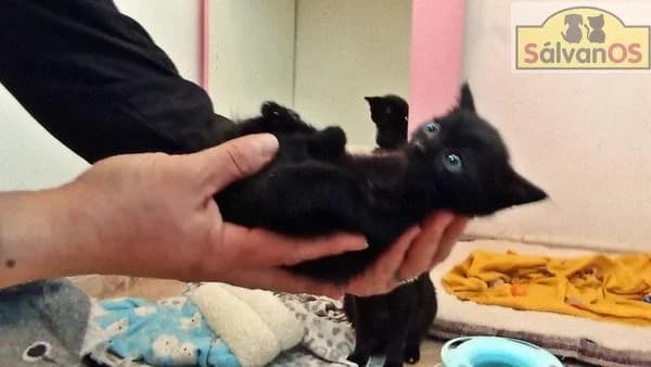 Have (camada mimi), female puppy mixed breed for adoption at Sálvanos Protectora