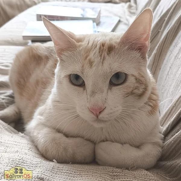 Miko, male young European Shorthair for adoption at Sálvanos Protectora