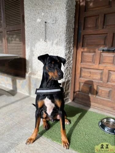 Boston, male 6yo Doberman for adoption at Sálvanos Protectora