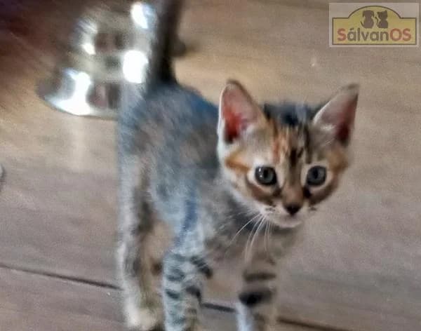 MAR, female puppy mixed breed for adoption at Sálvanos Protectora