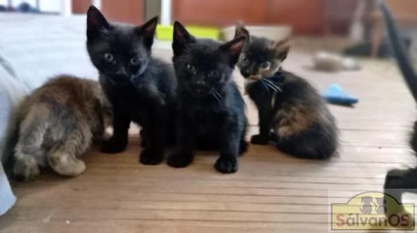 Onyx (camada frida),  (Sálvanos Protectora)