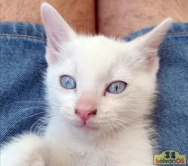 Coco, male puppy European Shorthair for adoption at Sálvanos Protectora