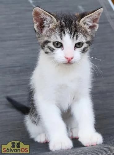 MIA, female puppy European Shorthair for adoption at Sálvanos Protectora