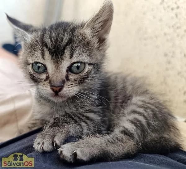Minu, male puppy European Shorthair for adoption at Sálvanos Protectora