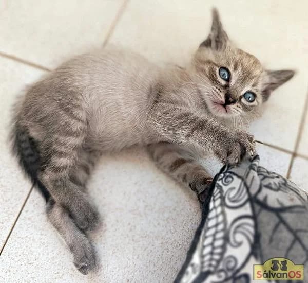 Nube, male puppy European Shorthair for adoption at Sálvanos Protectora