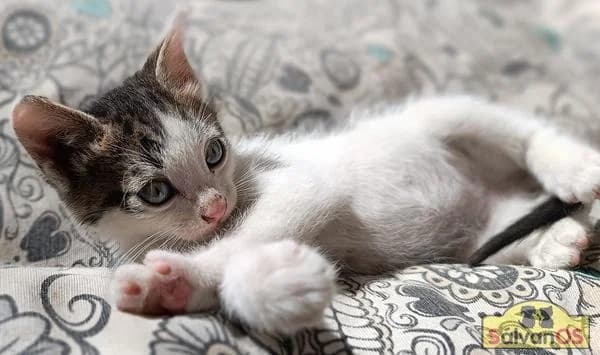 Romeo, male puppy European Shorthair for adoption at Sálvanos Protectora