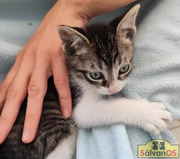 Suri, male puppy European Shorthair for adoption at Sálvanos Protectora