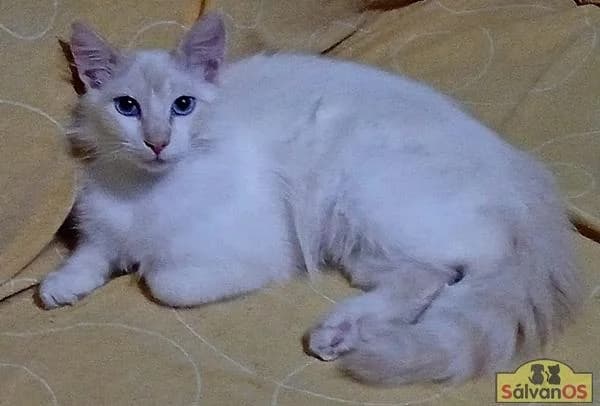 Raquel, male young European Shorthair for adoption at Sálvanos Protectora