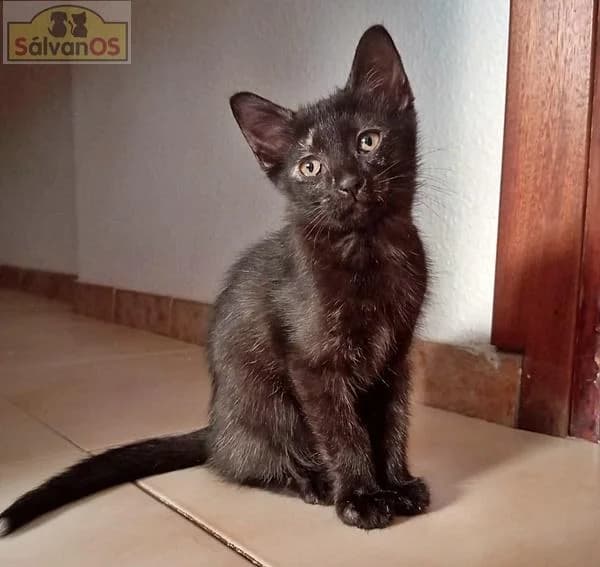 MAY, female puppy mixed breed for adoption at Sálvanos Protectora
