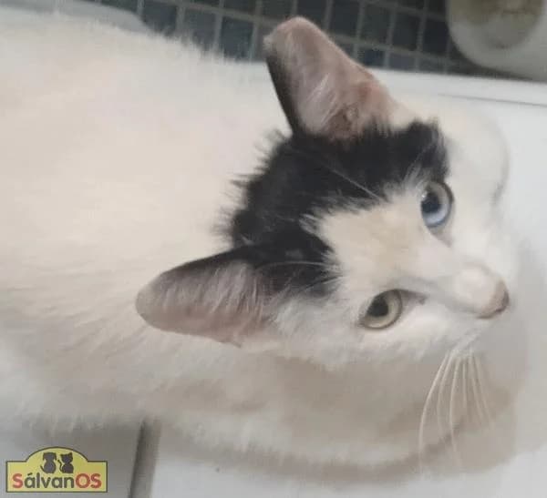 Lourdes, European Shorthair (Sálvanos Protectora)