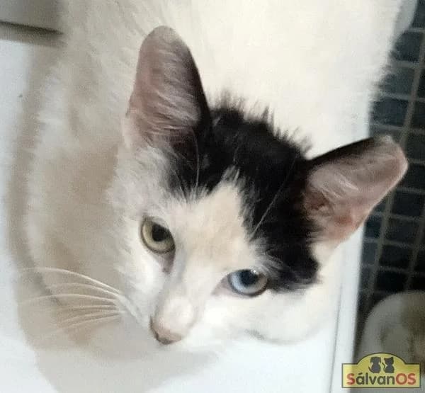 Lourdes, female puppy European Shorthair for adoption at Sálvanos Protectora