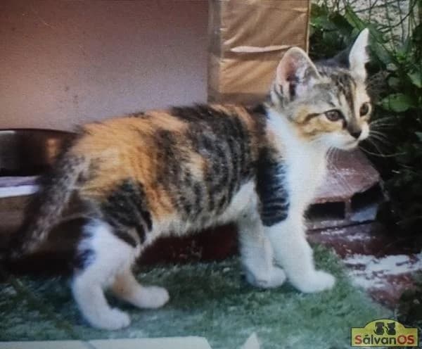 Tiana, female puppy European Shorthair for adoption at Sálvanos Protectora
