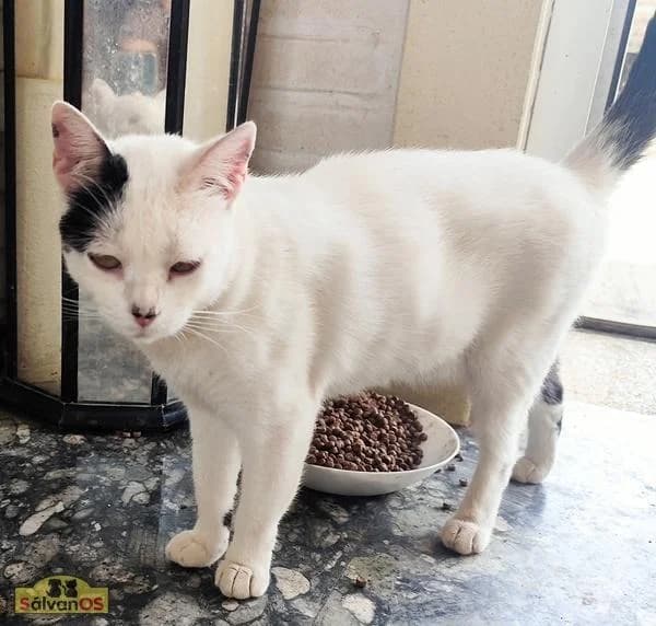 Whity, female young European Shorthair for adoption at Sálvanos Protectora