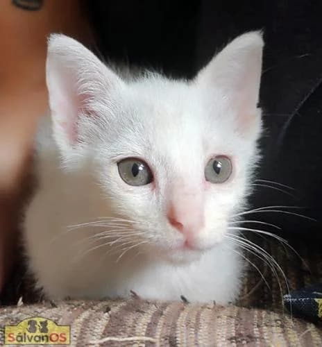 Momo, female European Shorthair for adoption at Sálvanos Protectora