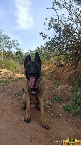 Coco, male Belgian Malinois for adoption at Sálvanos Protectora