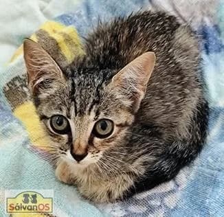 Kitty, female puppy European Shorthair for adoption at Sálvanos Protectora