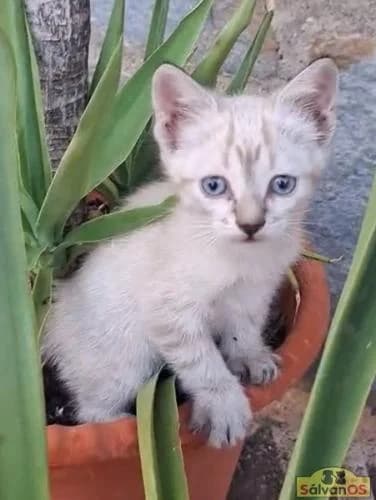 Julio, male puppy Siamese for adoption at Sálvanos Protectora