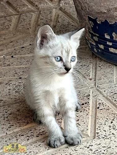 César, male puppy Siamese for adoption at Sálvanos Protectora