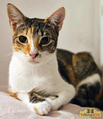 Gala (camada monteagudo), female young European Shorthair for adoption at Sálvanos Protectora