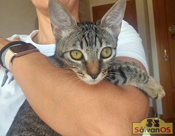 Nala (camada monteagudo), female puppy European Shorthair for adoption at Sálvanos Protectora