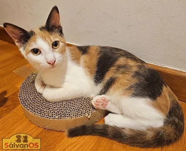 Fiona (camada monteagudo), female puppy European Shorthair for adoption at Sálvanos Protectora