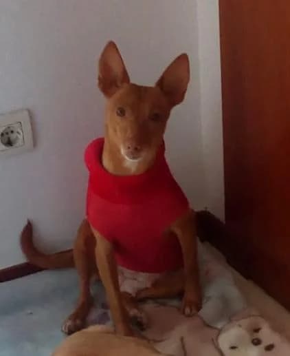 Rocky, Podenco (Salvemos Podencos)