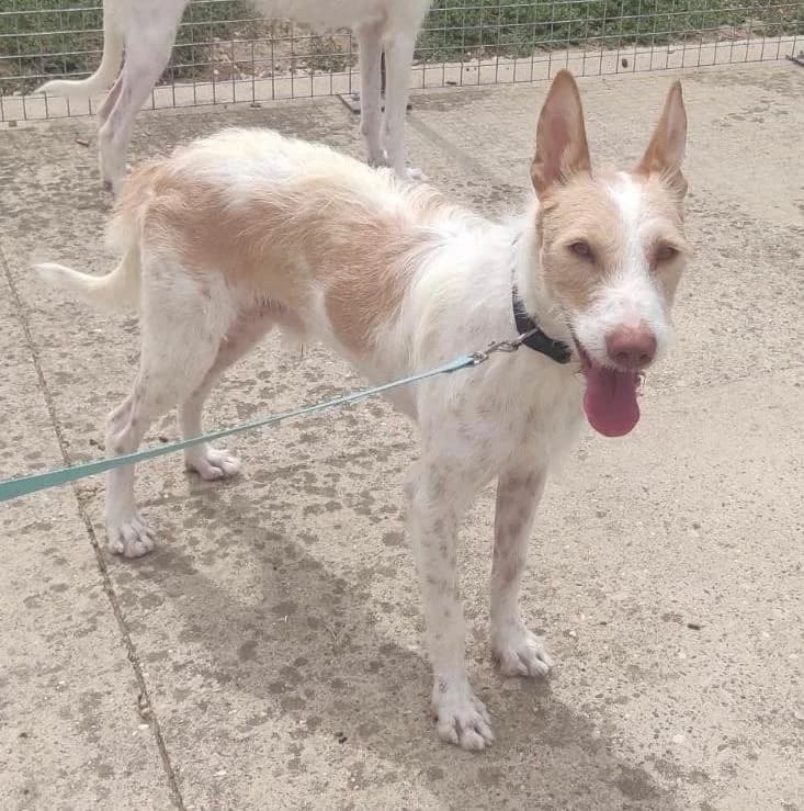 Rocky, Podenco (Salvemos Podencos)