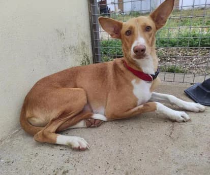 Rocky, Podenco (Salvemos Podencos)