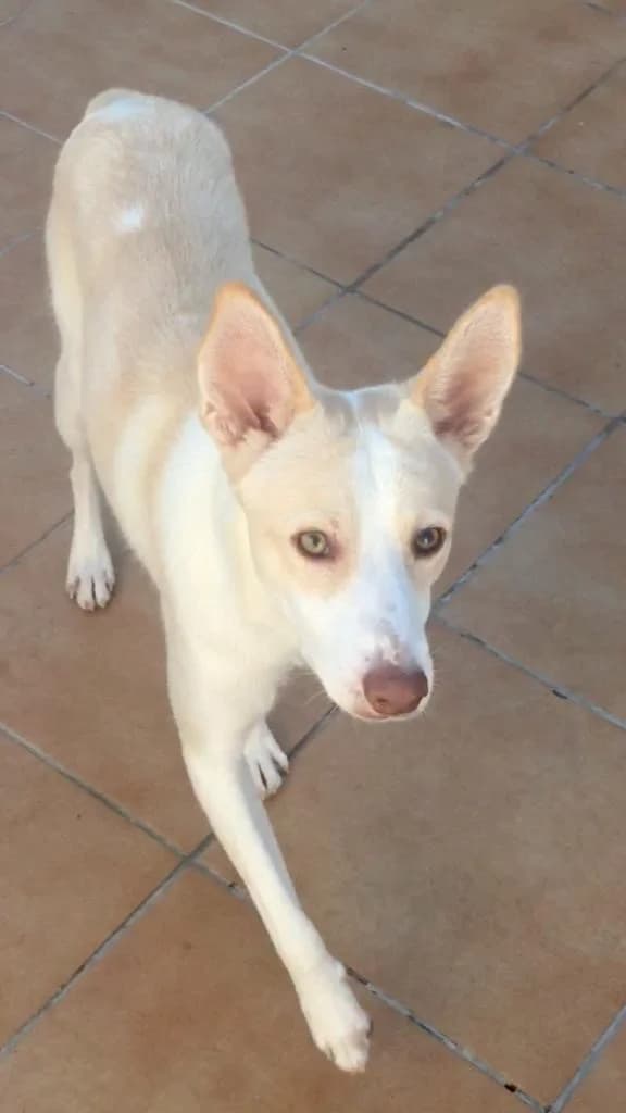 Rocky, male Podenco for adoption at Salvemos Podencos, Granada/Barcelona