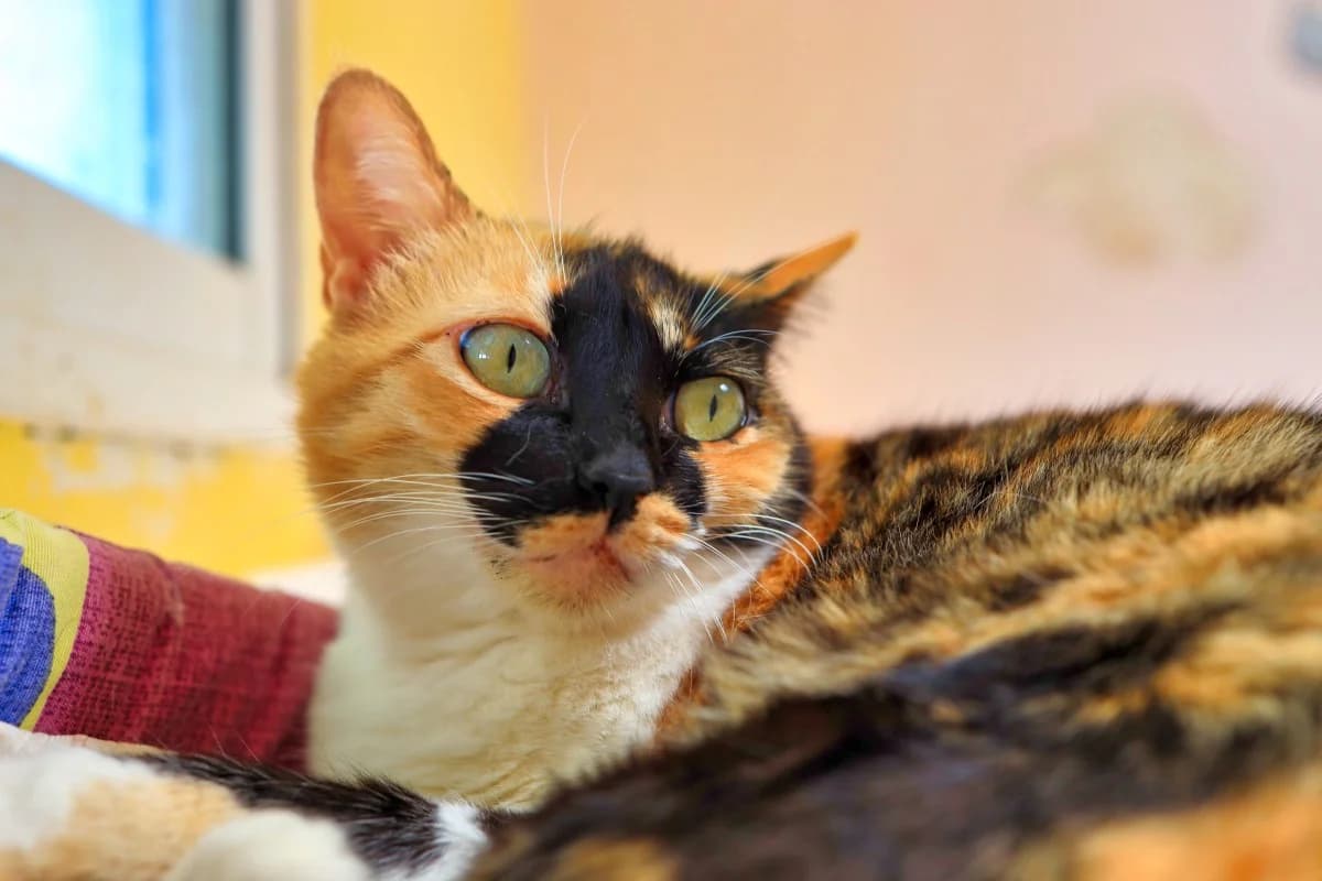 Soja,  Mixed Breed for adoption at SARA Protectora Lanzarote, Lanzarote