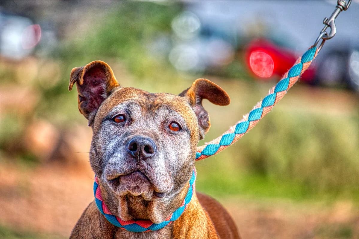 Atenea, female Mixed Breed for adoption at SARA Protectora Lanzarote, Lanzarote
