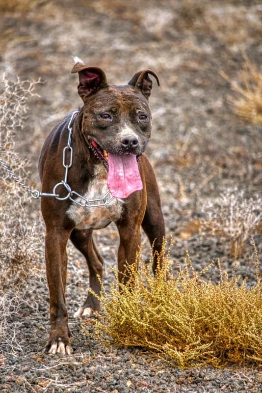 Nalah, female Mixed Breed for adoption at SARA Protectora Lanzarote, Lanzarote