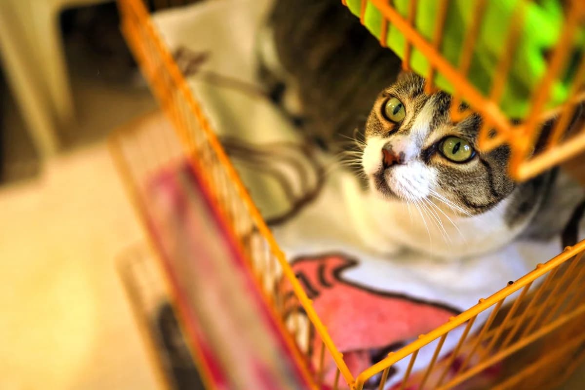 Berlina (Gata Masdache),  Mixed Breed for adoption at SARA Protectora Lanzarote, Lanzarote