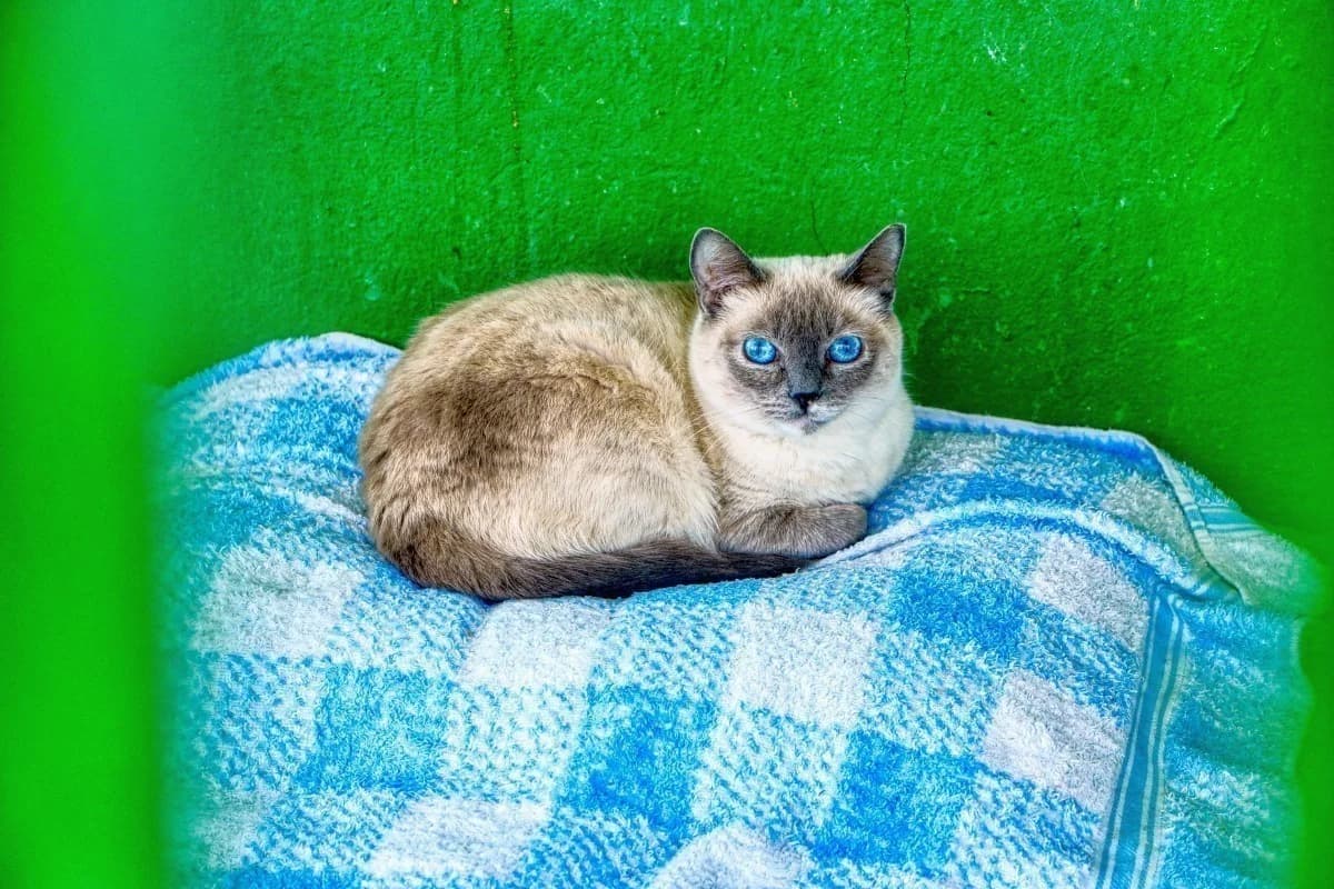 Botones,  Mixed Breed for adoption at SARA Protectora Lanzarote, Lanzarote