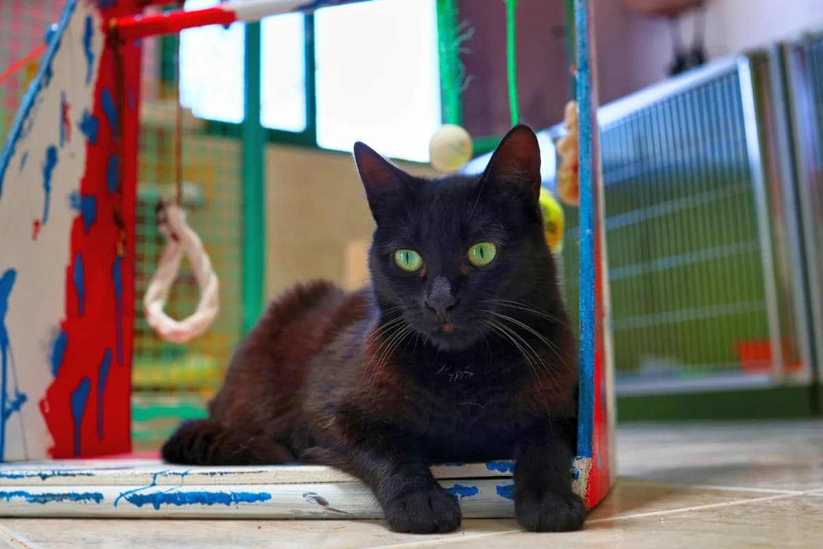 Gatito Taito 3,  Mixed Breed for adoption at SARA Protectora Lanzarote, Lanzarote