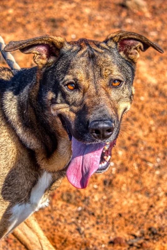 Paquirrin, male Mixed Breed for adoption at SARA Protectora Lanzarote, Lanzarote