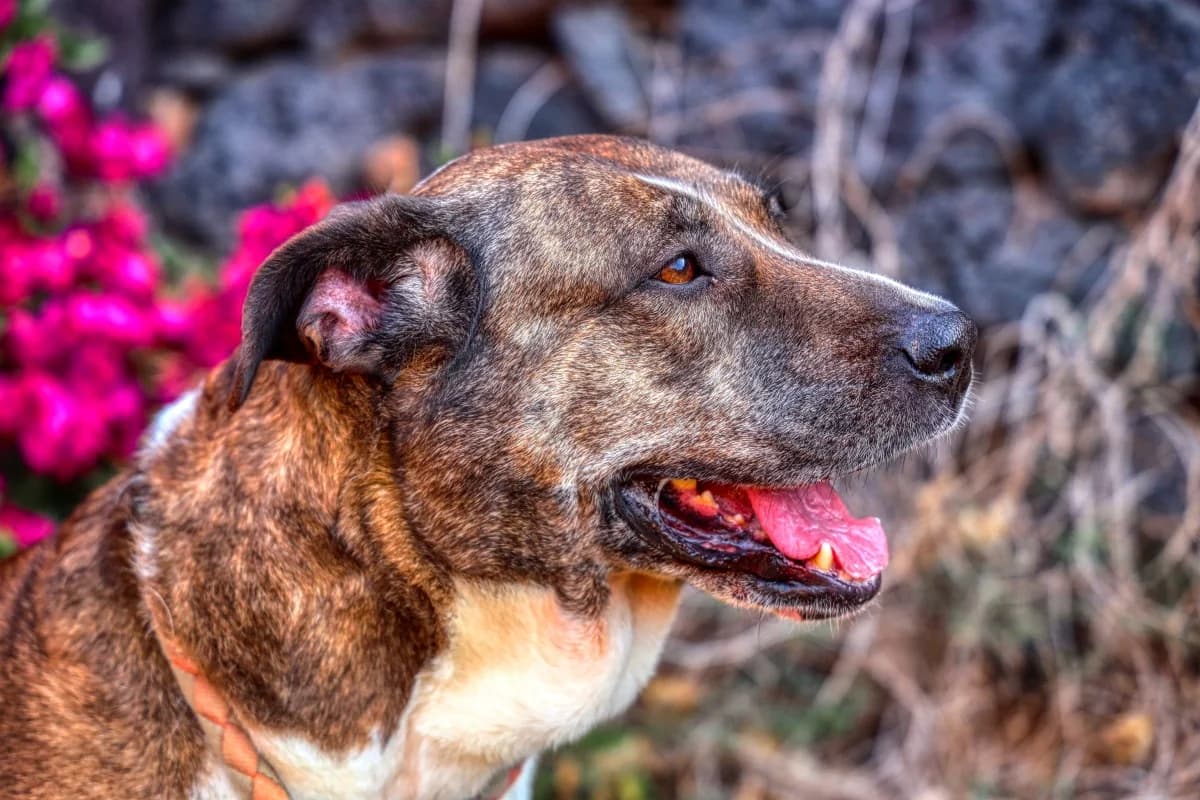 Molly, female Mixed Breed for adoption at SARA Protectora Lanzarote, Lanzarote