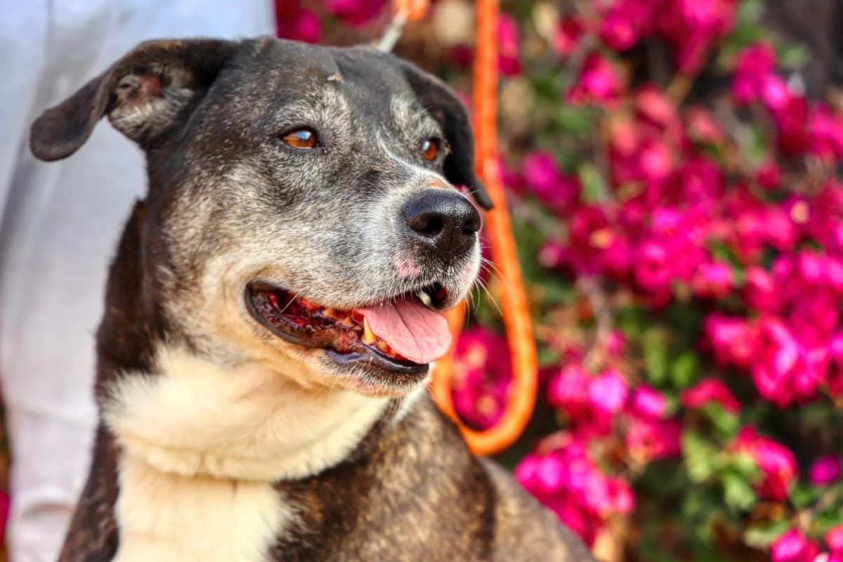 Daisy, female Mixed Breed for adoption at SARA Protectora Lanzarote, Lanzarote
