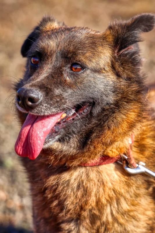 Antonia, female Mixed Breed for adoption at SARA Protectora Lanzarote, Lanzarote