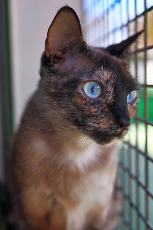 Africa,  Mixed Breed for adoption at SARA Protectora Lanzarote, Lanzarote